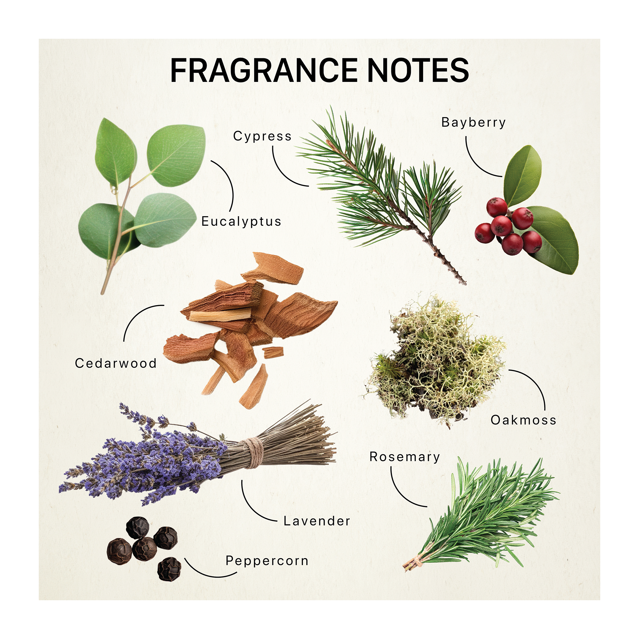 A collection of premium fragrance ingredients, comprising of eucalyptus, cypress, bayberry, cedar, oakmoss, rosemary, lavendar, and peppercorn